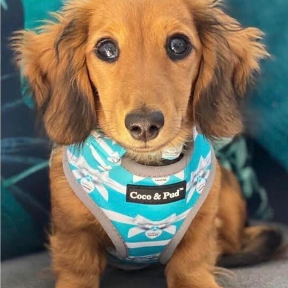 Coco & Pud Audrey Dog Harness, Tiffany Blue/White, X-Small, Small, NWOT - Picture 7 of 9